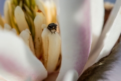 Macro Jardin Franco-Allemand