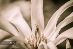 Macro Jardin Franco-Allemand
