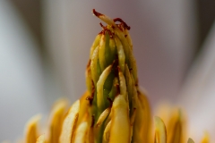 Macro Jardin Franco-Allemand