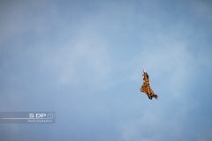 credit-photo-sdp-photography-mention-legale-obligatoire-photo-nr-9225