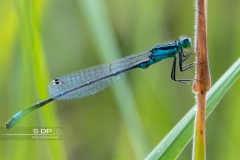 2017 Macro Libellules