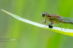 Libellule